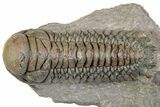 Detailed Crotalocephalina Trilobite - Atchana, Morocco #312817-3